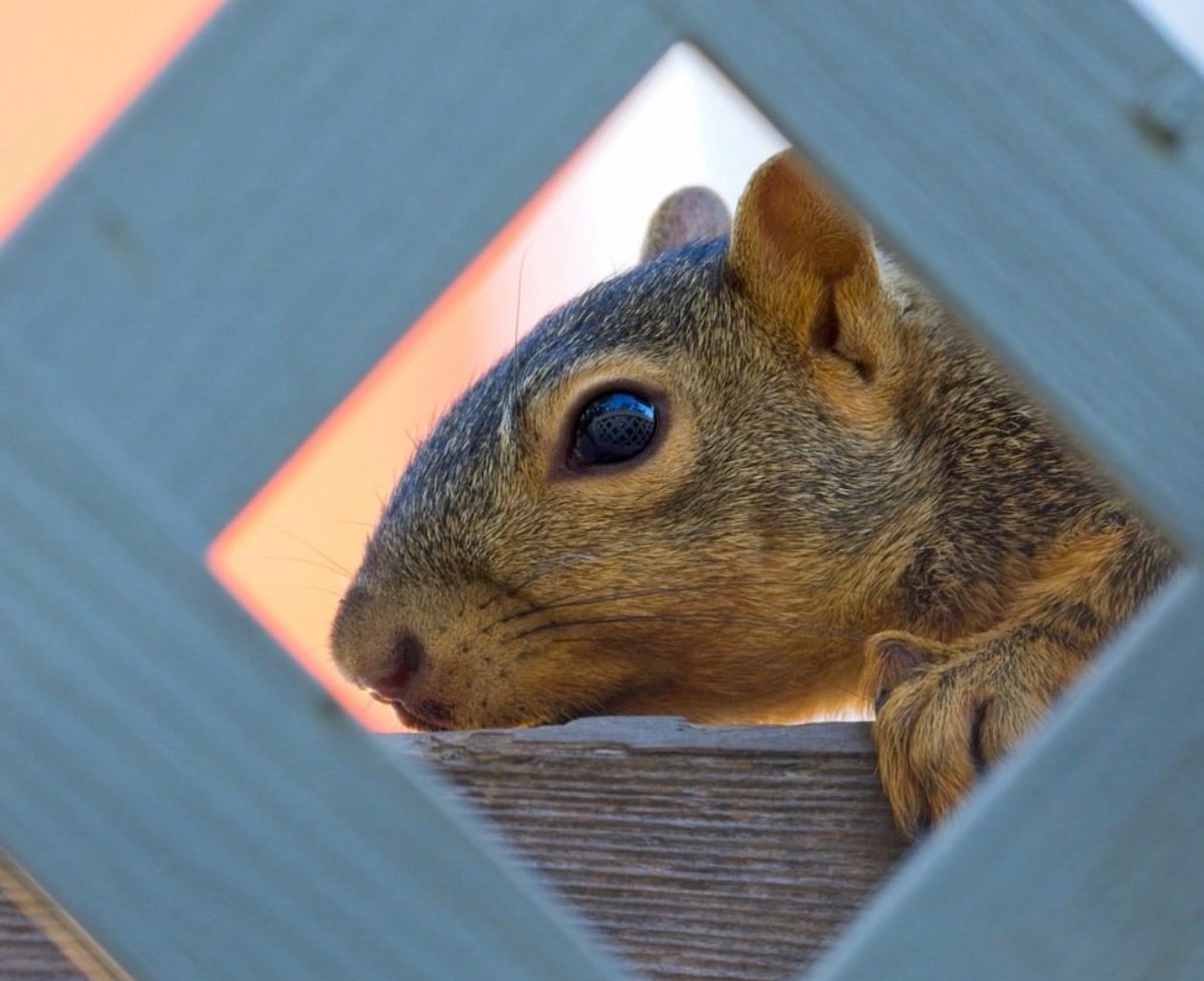creationbylens's tweet photo. Just a quick hello to this cute squirrel I spotted back in 2021! Such a charming little guy. 😊

#squirrel #nature #naturephotography #wildlife #photography https://t.co/RXUrWu4je9
