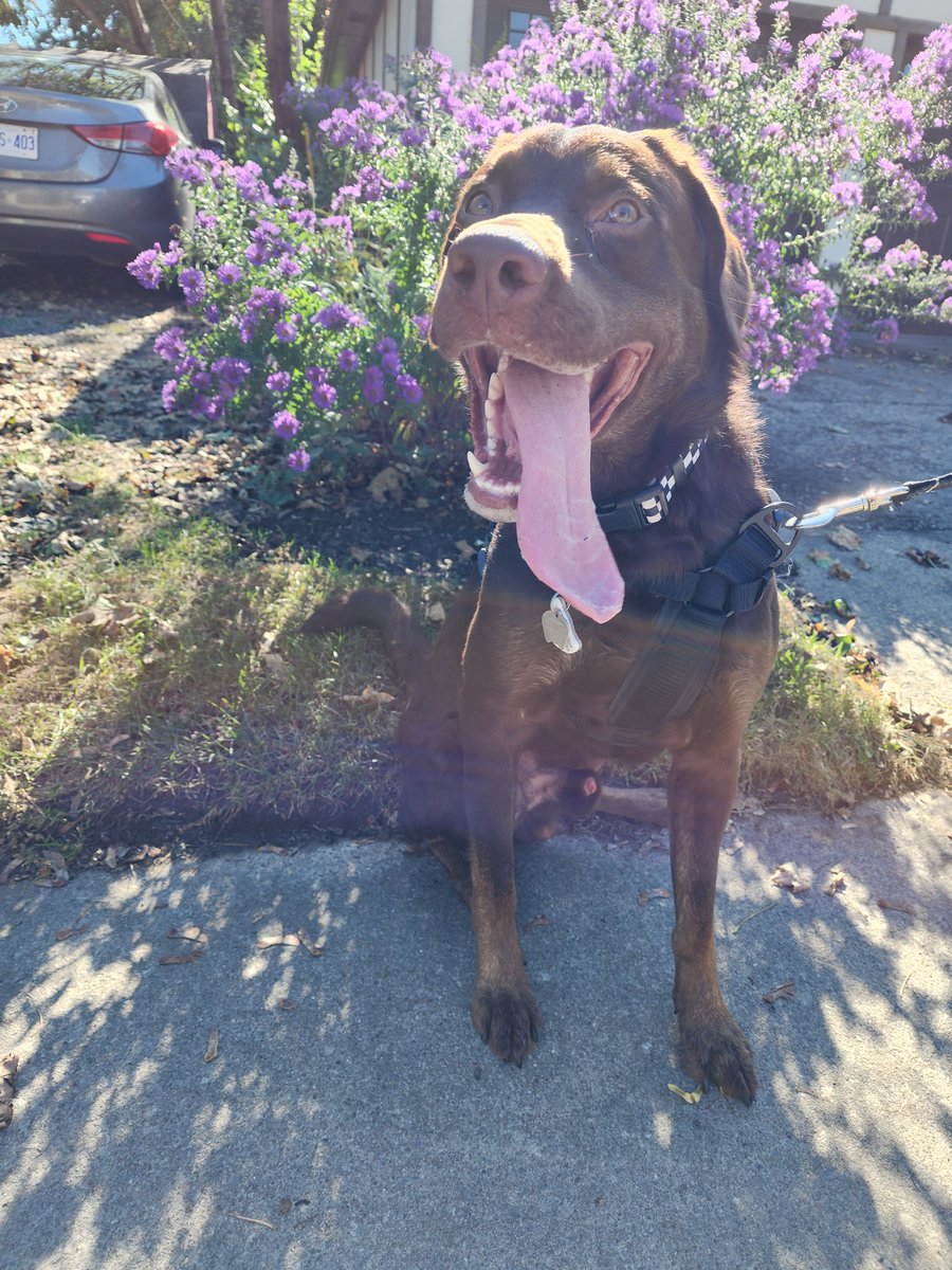 Phenex_lee's tweet photo. Love my crazy son. Our lil puppy just turned a year old 😭 Time goes so fast ugh. https://t.co/kzvQHp7zGp