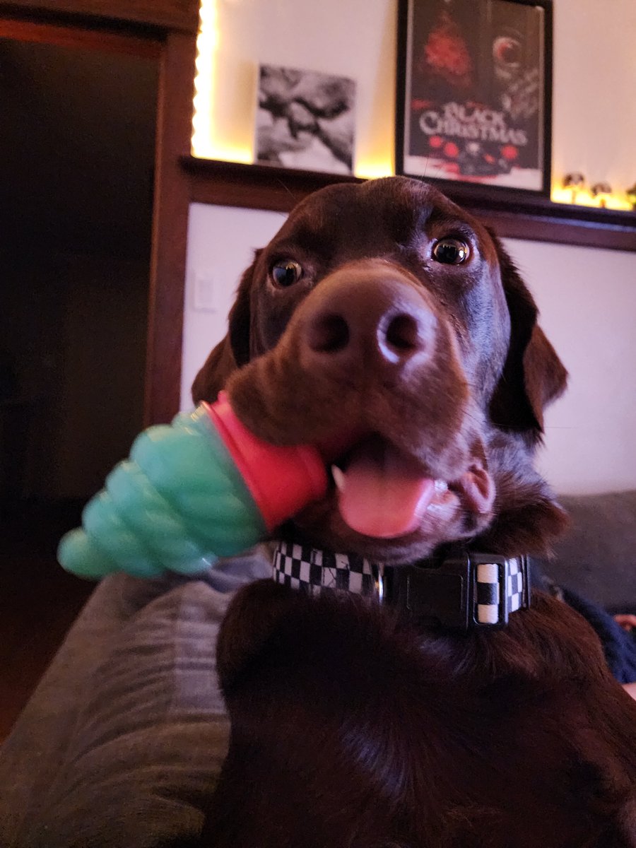 Phenex_lee's tweet photo. Love my crazy son. Our lil puppy just turned a year old 😭 Time goes so fast ugh. https://t.co/kzvQHp7zGp
