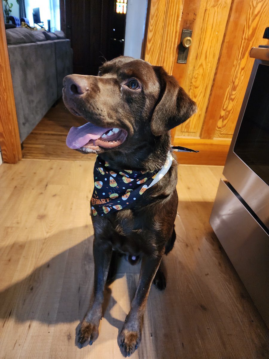 Phenex_lee's tweet photo. Love my crazy son. Our lil puppy just turned a year old 😭 Time goes so fast ugh. https://t.co/kzvQHp7zGp