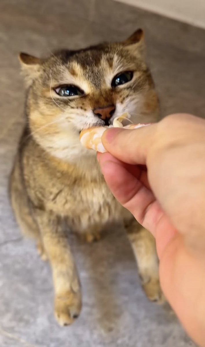 zuliexbb's tweet photo. Mei Mei loveeees her shrimp https://t.co/yChvGcezWV