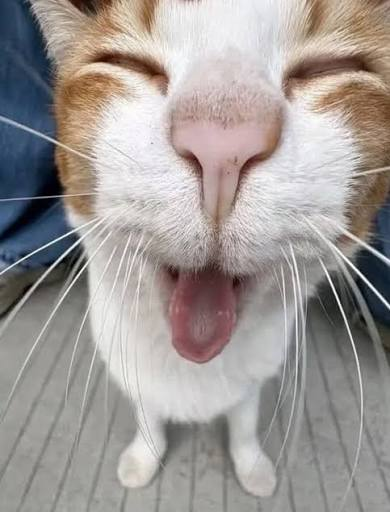 ArienGodOrochi's tweet photo. @Carpaxio6977 https://t.co/spkuRJuUUT