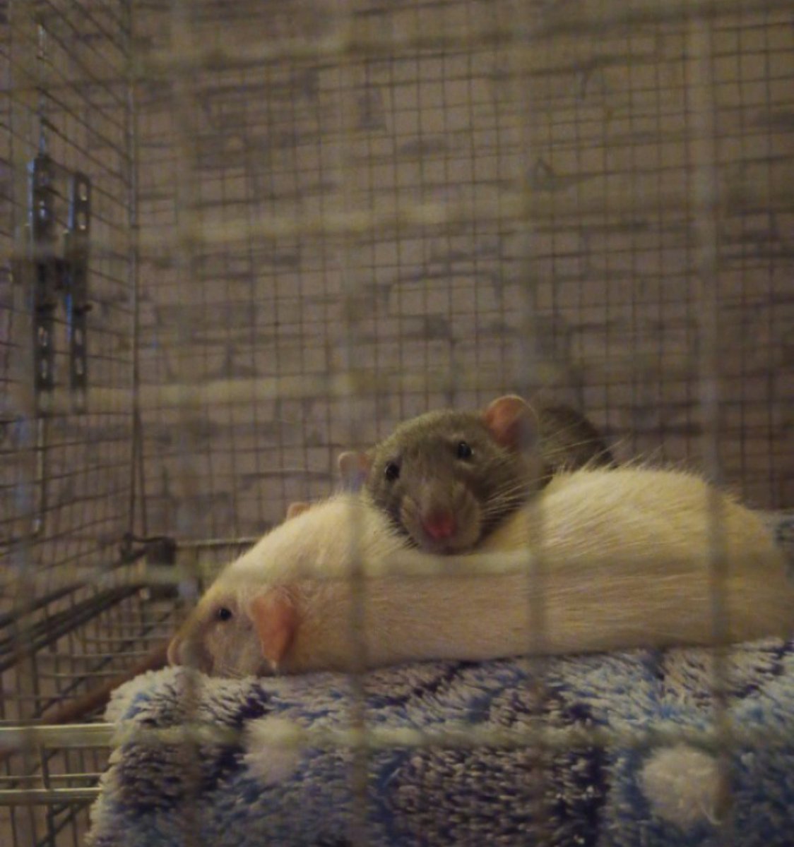 YZCwhlfyFW78961's tweet photo. ユキちゃんを枕にするココちゃん🐁✨️
ネズミ枕いいなぁ。私もネズミ枕させてほしい。 https://t.co/gqIZT1IVxK