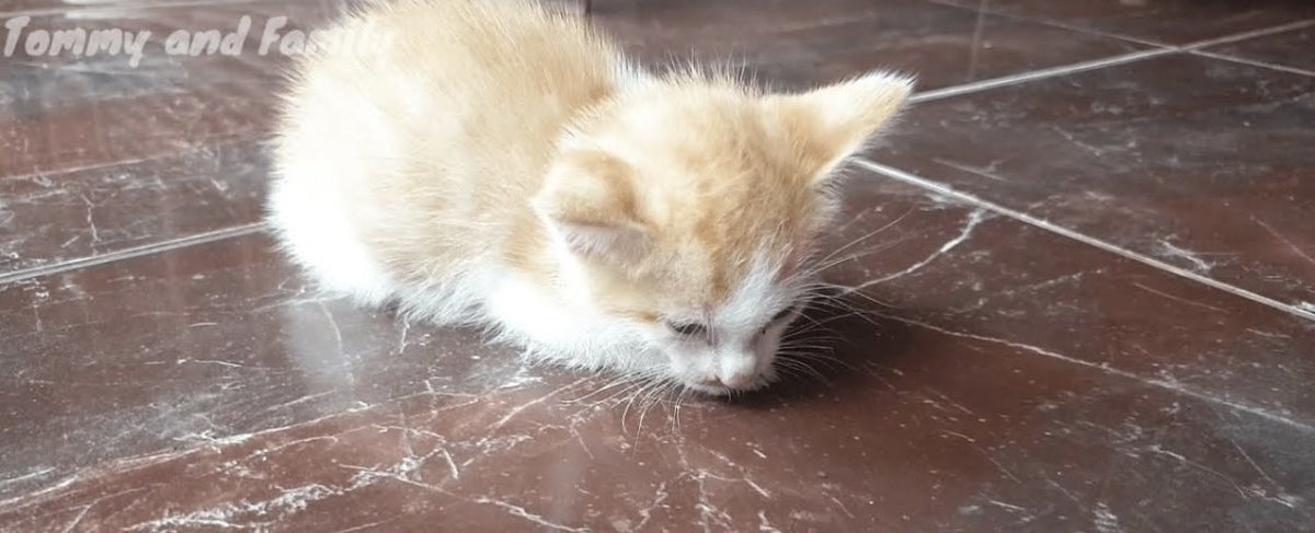 feelgoodtale's tweet photo. I went to the pet store to buy food.
That was the plan.

But in one cage, curled tight and still, was a small kitten. A sticker on the front said:
 “Not for sale — under observation. Sick.”

I asked what was wrong.

“She has seizures,” they said. “We’re waiting to see what happens.”
I didn’t wait.
I said, “I’ll take her.”
I bought what she’d need. Brought her home. Named her Hope

She has brothers now. Warm beds. A name that means something.
Her illness doesn’t scare me. I didn’t show up to cure her. I showed up to stay.

Love doesn’t flinch.