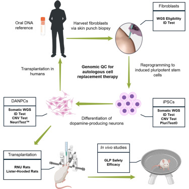 CellStemCell's tweet photo. Genomic and transcriptomic quality control for an autologous iPSC-derived cell therapy for Parkinson’s disease dlvr.​it/TVnQMb https://t.co/mIJeL21itq
