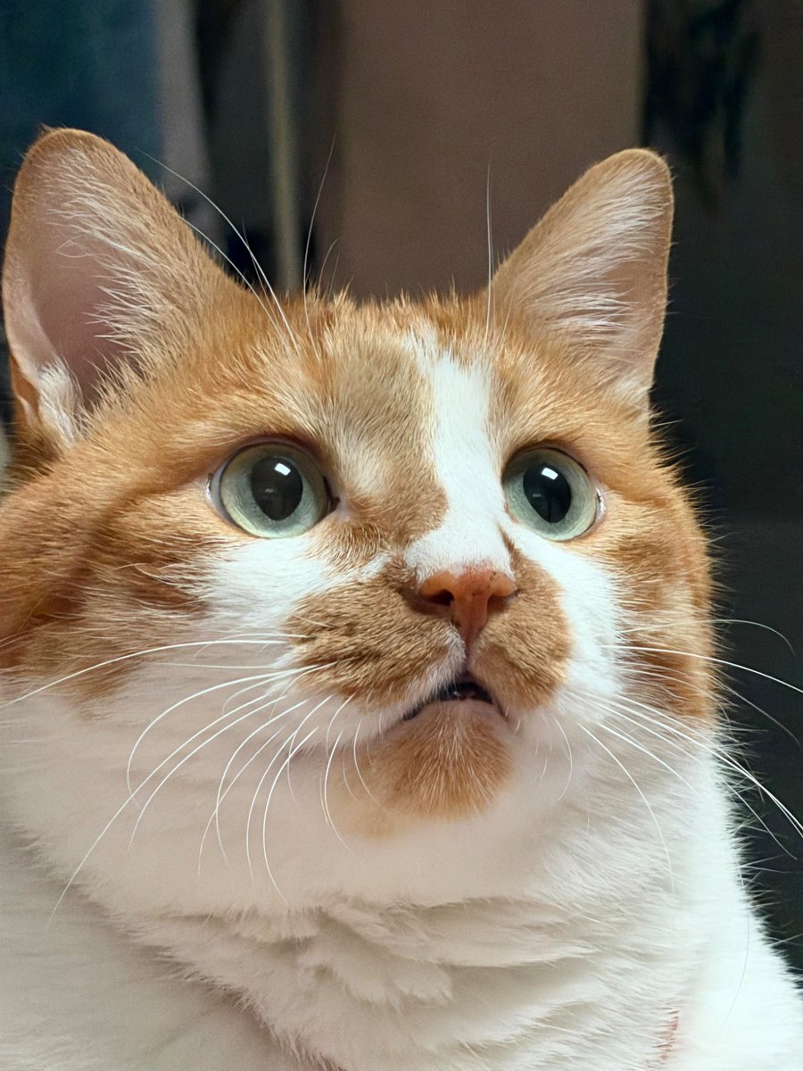 nocontextscats's tweet photo. https://t.co/nKFtN3E3Hc