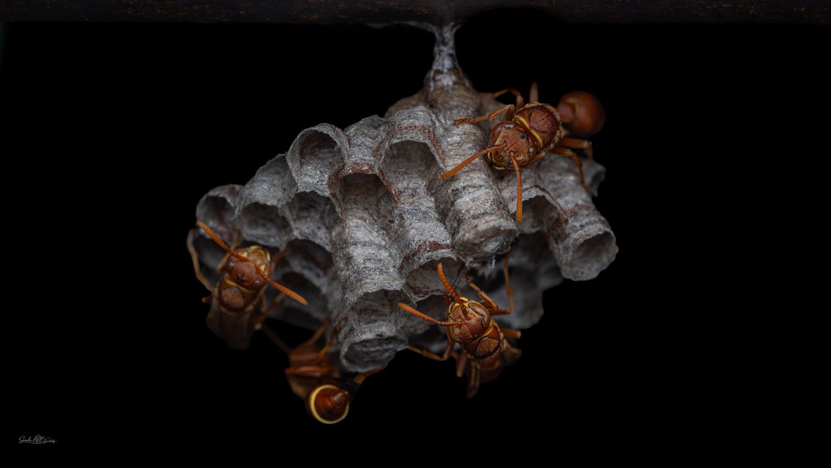 wildlife_sg's tweet photo. 4 Queens one nest!! Few chambers has eggs, few has larvae 🐛 , few are waiting to break the silk and ready to come out anytime… a complete life cycle of a Paper wasp in single image!!
#macro #paperwasp #nest https://t.co/0htXxoVMkT