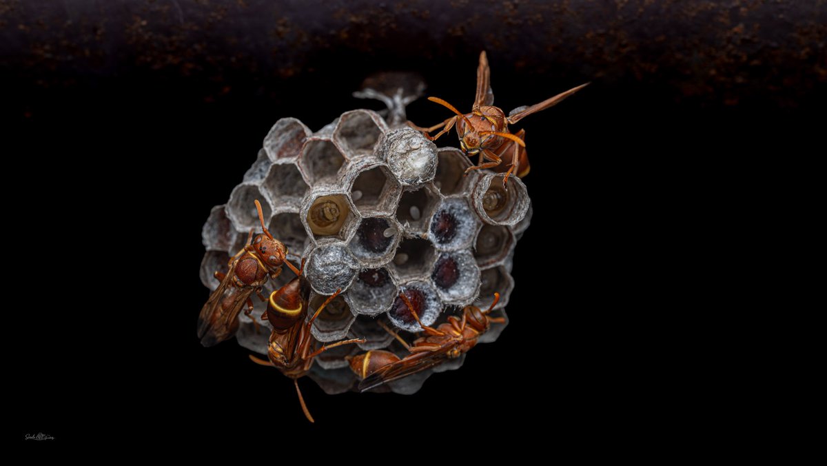 wildlife_sg's tweet photo. 4 Queens one nest!! Few chambers has eggs, few has larvae 🐛 , few are waiting to break the silk and ready to come out anytime… a complete life cycle of a Paper wasp in single image!!
#macro #paperwasp #nest https://t.co/0htXxoVMkT
