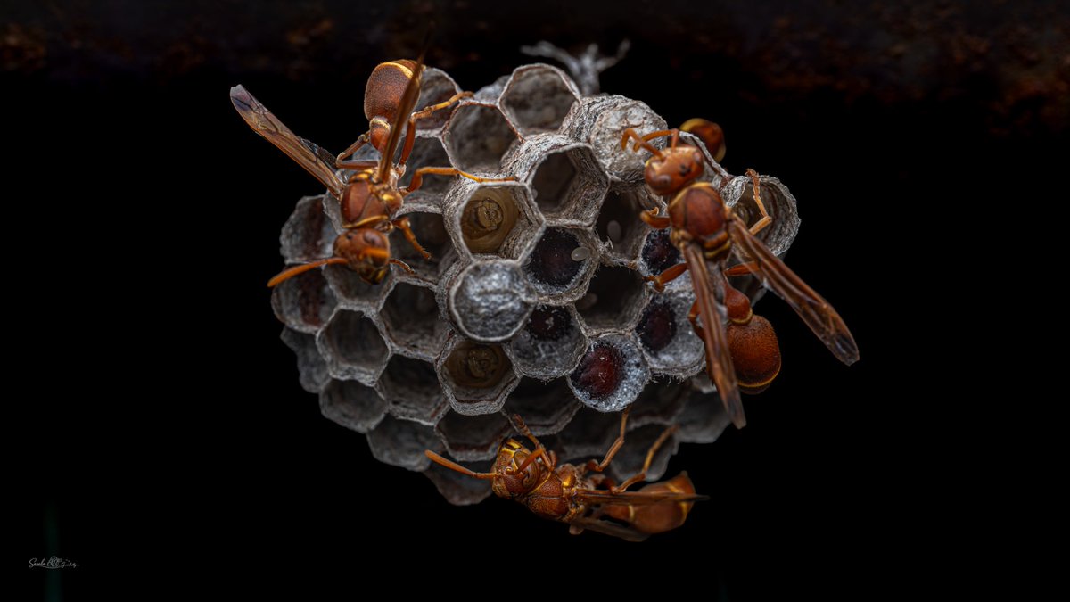 wildlife_sg's tweet photo. 4 Queens one nest!! Few chambers has eggs, few has larvae 🐛 , few are waiting to break the silk and ready to come out anytime… a complete life cycle of a Paper wasp in single image!!
#macro #paperwasp #nest https://t.co/0htXxoVMkT