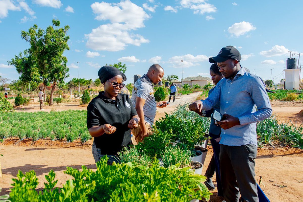 restlessdevtanz's tweet photo. Washiriki wa Kongamano la Vijana la Kitaifa la Kilimo Ikolojia katika Shamba Darasa

Washiriki wa Kongamano la Vijana la Kitaifa la Kilimo Ikolojia wametembelea Shamba Darasa, wakijifunza kwa vitendo kutoka kwa wakulima wenzao kuhusu mbinu bora za kuendesha kilimo chenye tija. https://t.co/eyavtSXI8l
