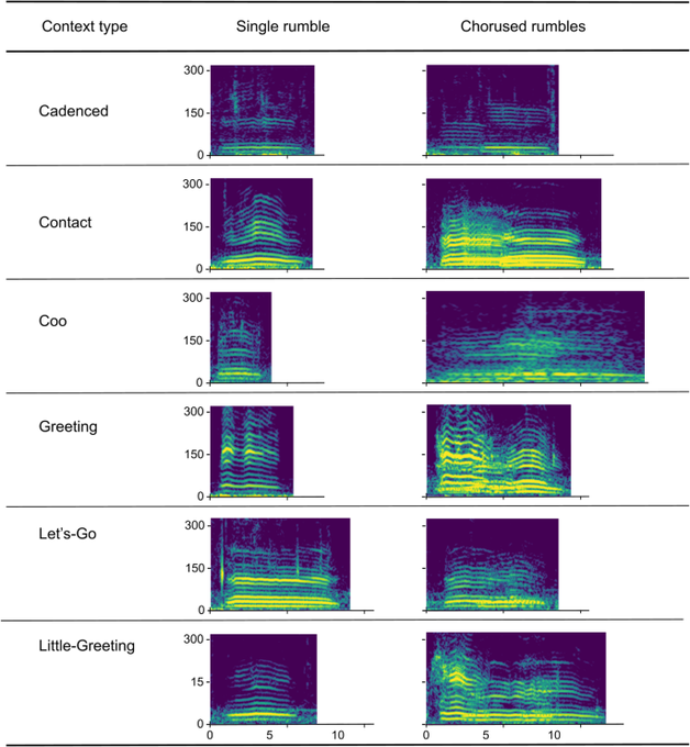 A scientific figure displays spectrograms comparing single rumbles versus chorused rumbles across six vocalization context types: Cadenced, Contact, Coo, Greeting, Let's-Go, and Little-Greeting.