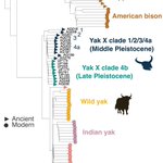 Photo by Centre for Palaeogenetics (@CpgSthlm)