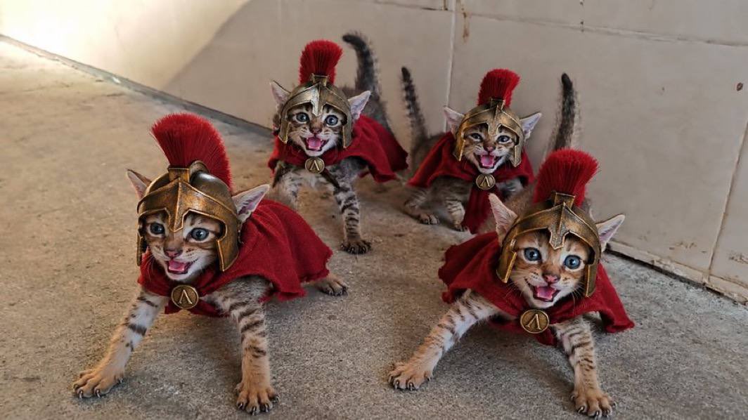 4_CATS_OnSOL's tweet photo. Looks like the #4CATS are ready to invade @solana 

6HD1iyTY4ChvoFEKgQ2tV4rHavrpR1yJw9Kwyqtm7hmC https://t.co/XwgKbawbdb