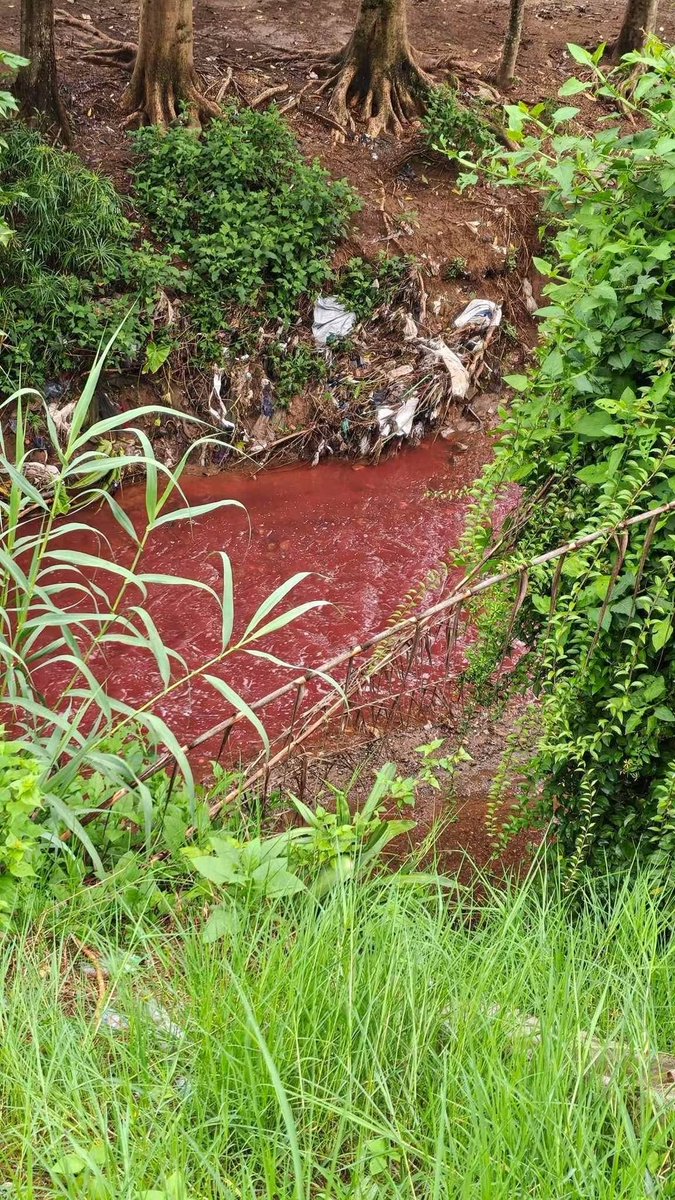 expo_corruptos's tweet photo. Río los vados Jurisdicción de San Pedro ayampuc muestra coloración roja misma que mostró el río las vacas hace un par de días atrás, me preguntó que hace el ministerio de ambiente en estos casos @IsaPaiz_ @discosbeagle @lanegrisgt @oco_motora @marnguate https://t.co/Er7lGG9tZ1