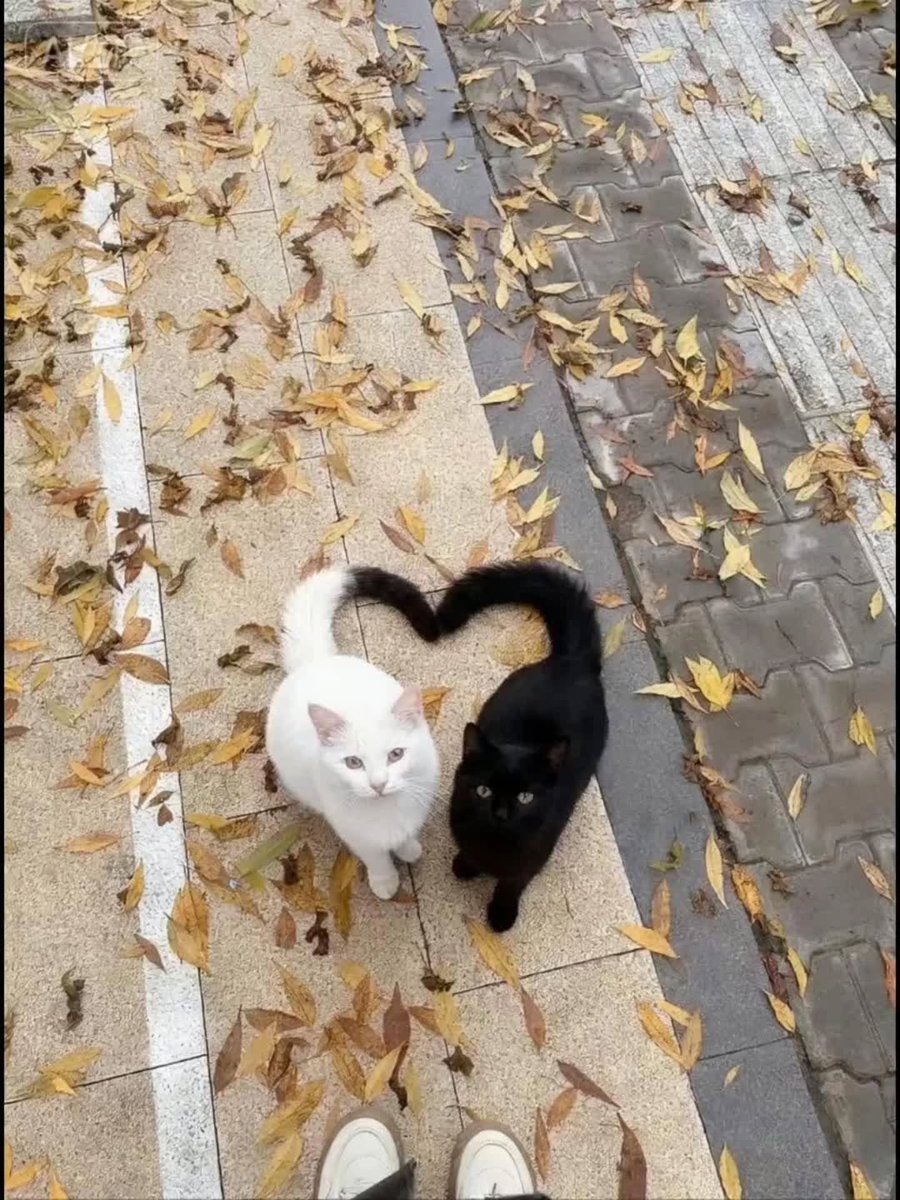 PostofcatsX's tweet photo. https://t.co/Tzhz5dL66e