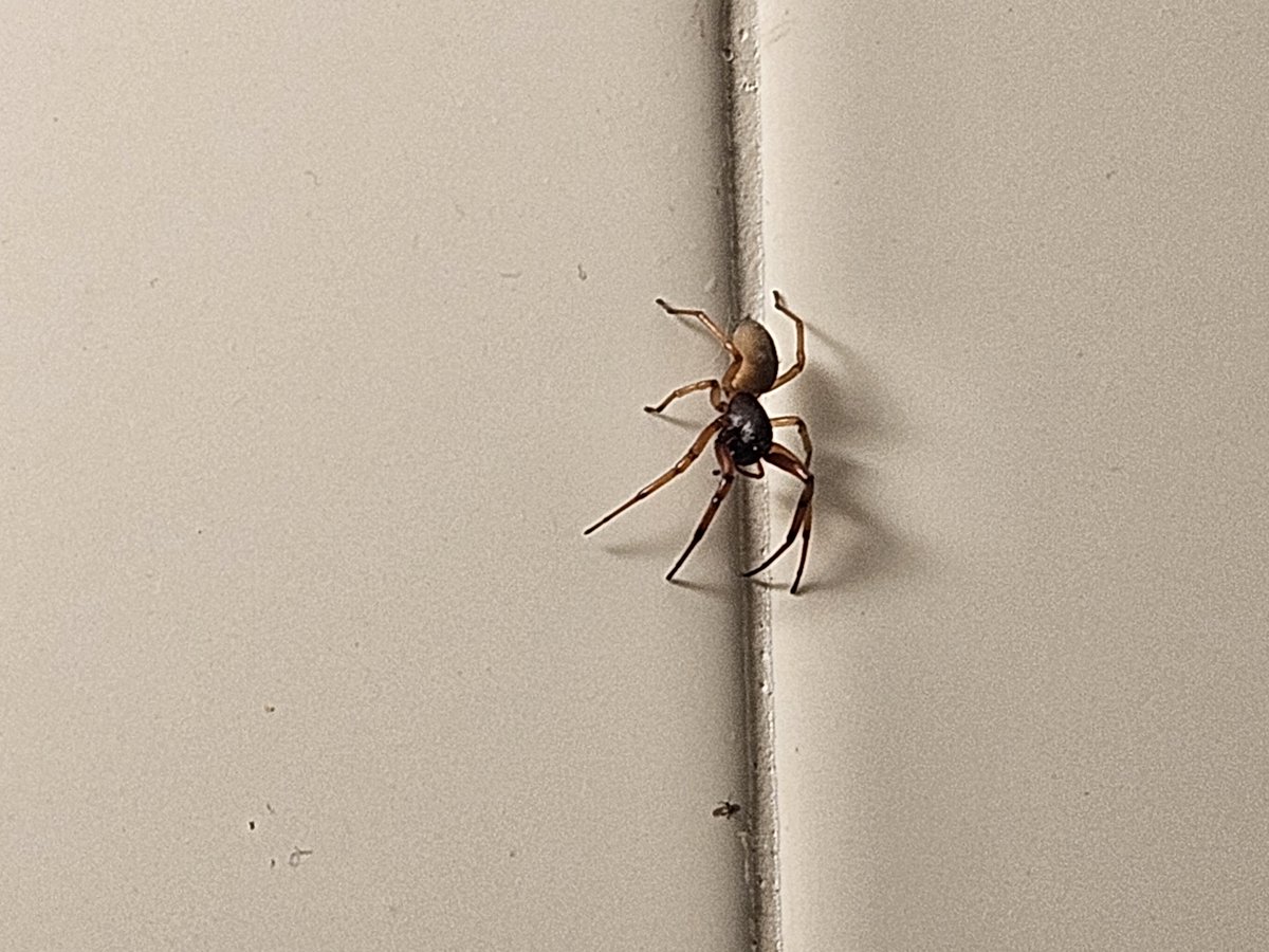 oddlyplaced's tweet photo. #spider broad-faced sac spider has been dwelling in our home https://t.co/WCNHvVWExk