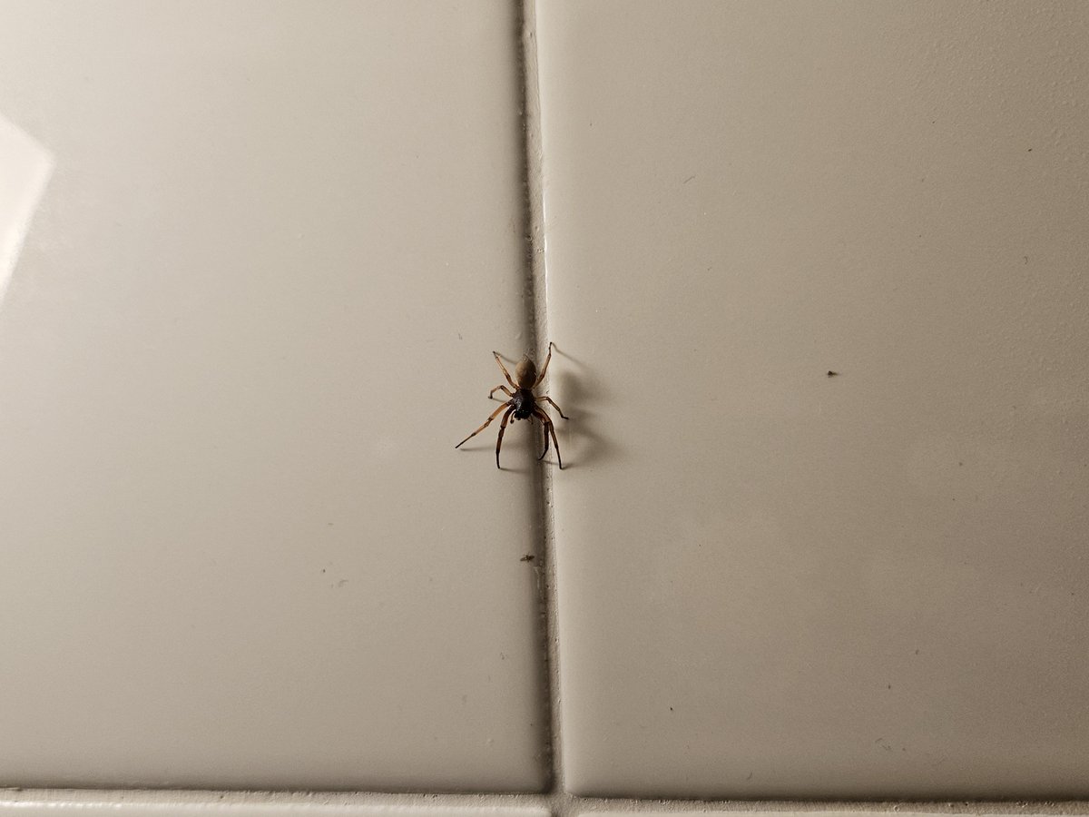 oddlyplaced's tweet photo. #spider broad-faced sac spider has been dwelling in our home https://t.co/WCNHvVWExk