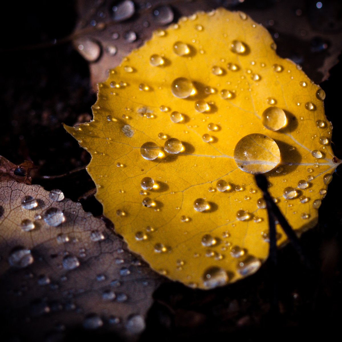 VIV_boho's tweet photo. #fallcolors #autumnbeauty
#Canon EF100mm f/2.8 Macro USM https://t.co/ANQ969im4S