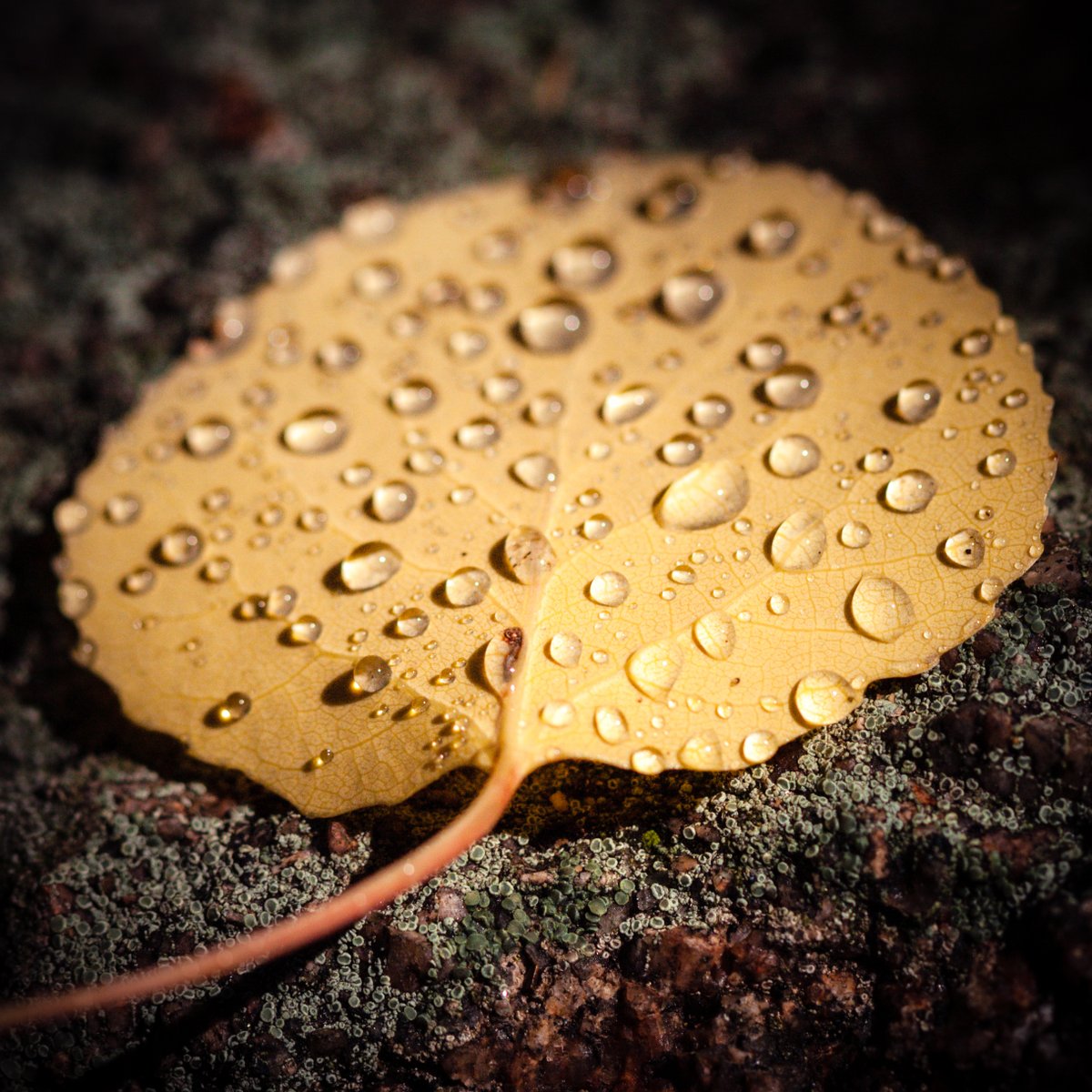 VIV_boho's tweet photo. #fallcolors #autumnbeauty
#Canon EF100mm f/2.8 Macro USM https://t.co/ANQ969im4S