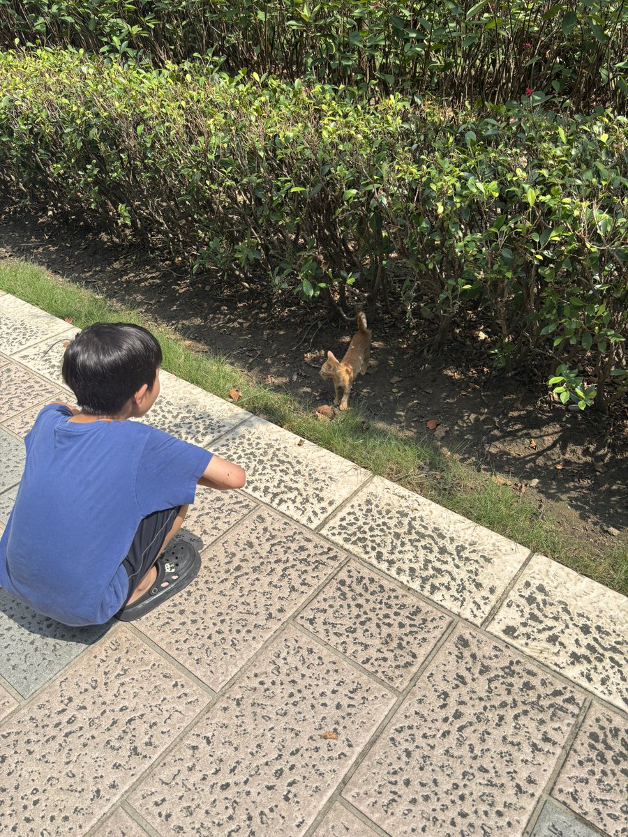 qige_fi's tweet photo. 今天在公园遇到一只小猫

小朋友想带回家养，我没同意

小朋友很失望 

我做对了吗 https://t.co/kGB4LurQeF