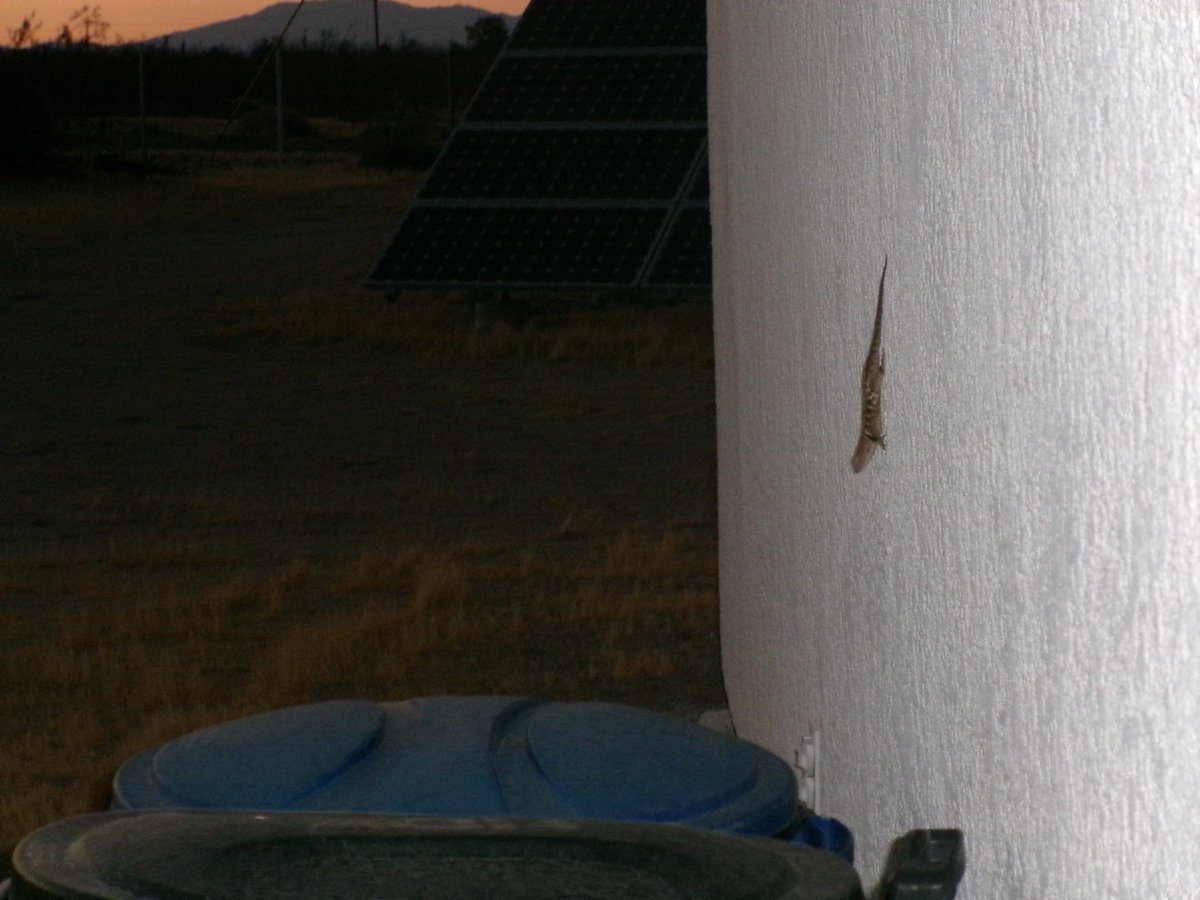 ohmsauers's tweet photo. lucky lizard sighting https://t.co/ILe39liD2Y