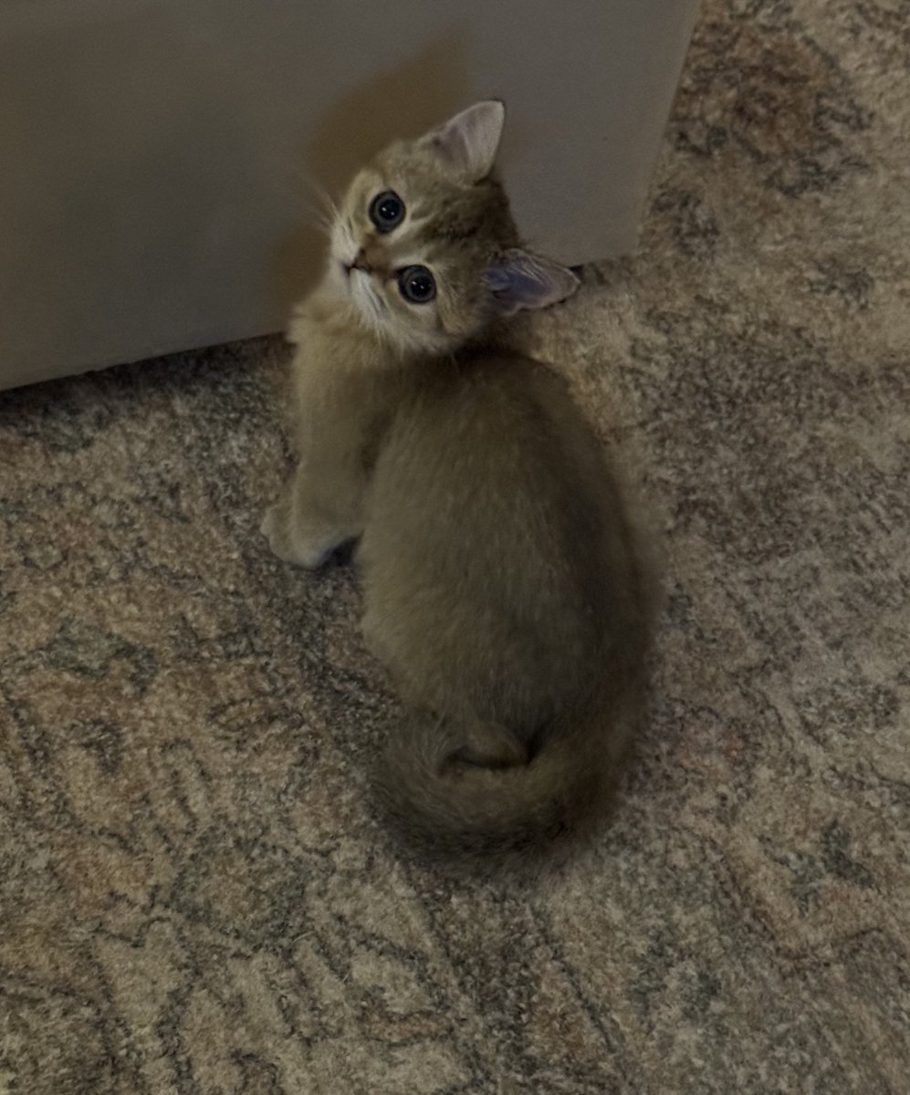 heregyth's tweet photo. بنتي الجديدة🥰 https://t.co/mfAonpHVJH
