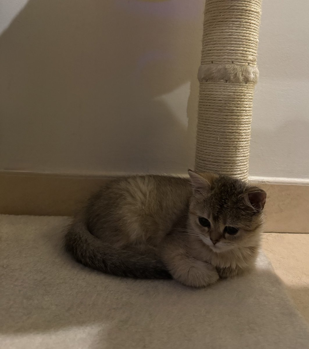 heregyth's tweet photo. بنتي الجديدة🥰 https://t.co/mfAonpHVJH