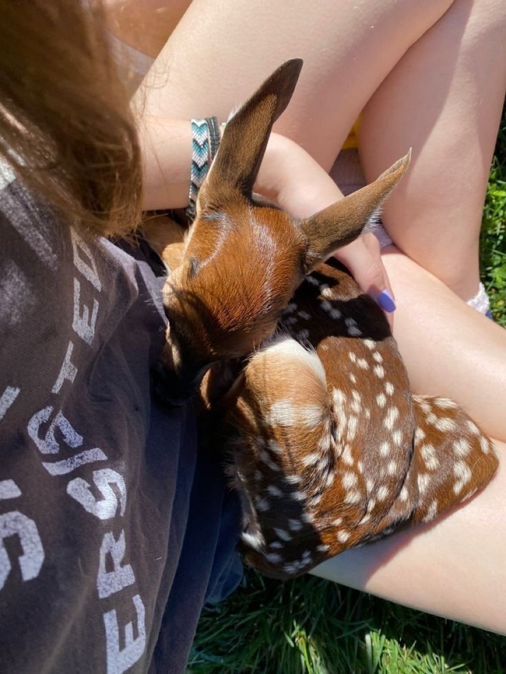 Clairecrow__'s tweet photo. @vampyricfangz hope this goes for deer too .. https://t.co/NoVui50Mbo