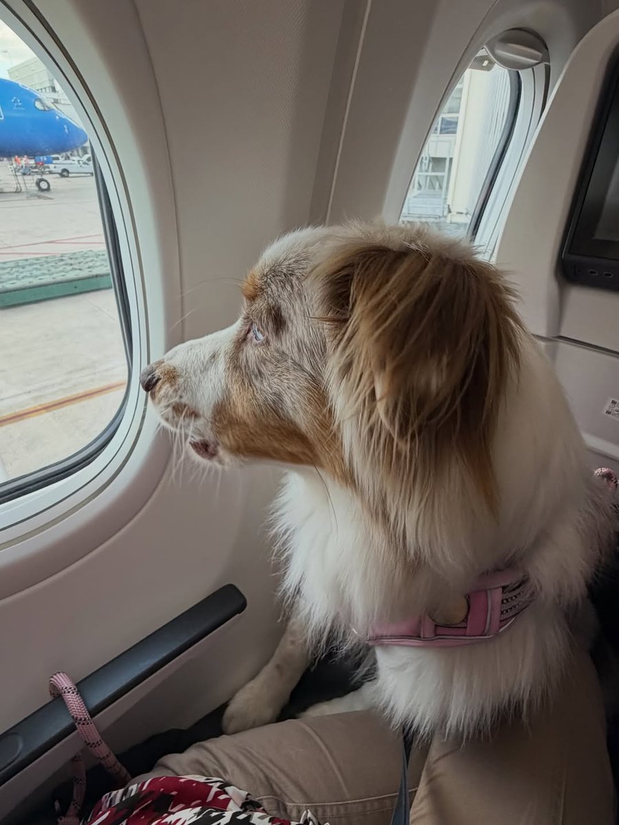 eileenm_7wl's tweet photo. La Ciudad de México recibirá la visita de Sadie. https://t.co/uiZYDXbhCl