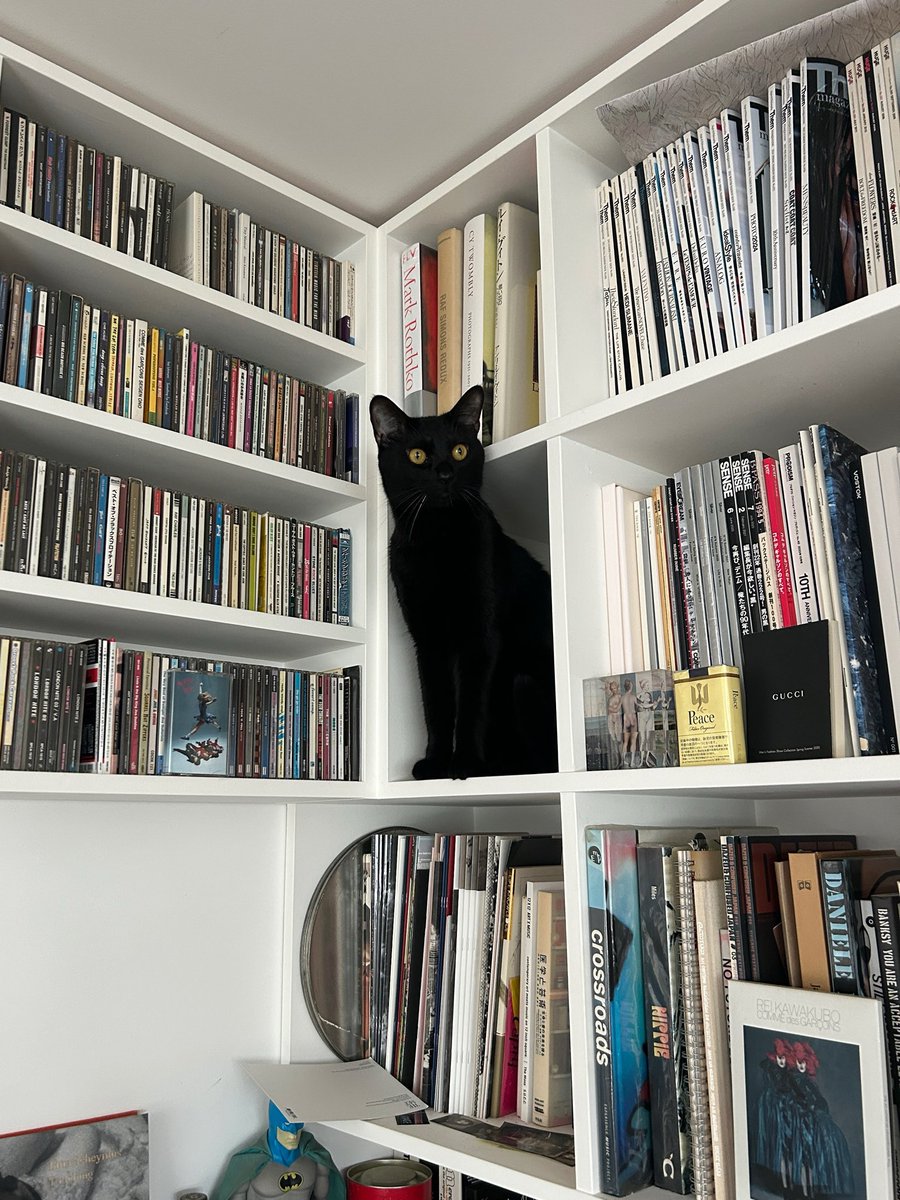 coco_chimera's tweet photo. 猫が ここに猫がちょうどよく入れそうなスペースがあるからここの本どかして欲しい、とにゃおにゃおお願いしにきたのでどかして入れてあげた 嬉しそうだった https://t.co/M5PhBhEPnB