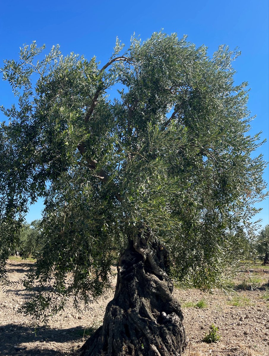 olivemre's tweet photo. Bugün öyle zeytin ağaçlarına denk geldim ki, stok fotoğraf sitelerinde “Ege, zeytinyağı, gelenek, asırlık üretim” diye aratsan ancak bunlar çıkardı😊 https://t.co/1jFNWD3coG