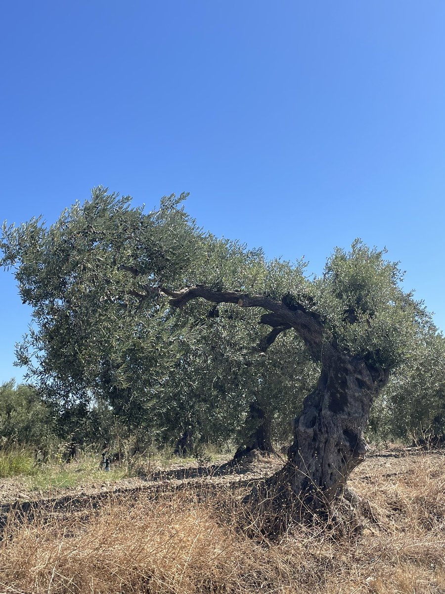 olivemre's tweet photo. Bugün öyle zeytin ağaçlarına denk geldim ki, stok fotoğraf sitelerinde “Ege, zeytinyağı, gelenek, asırlık üretim” diye aratsan ancak bunlar çıkardı😊 https://t.co/1jFNWD3coG