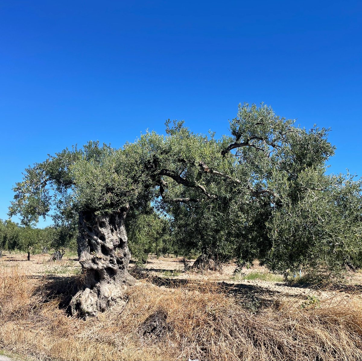 olivemre's tweet photo. Bugün öyle zeytin ağaçlarına denk geldim ki, stok fotoğraf sitelerinde “Ege, zeytinyağı, gelenek, asırlık üretim” diye aratsan ancak bunlar çıkardı😊 https://t.co/1jFNWD3coG