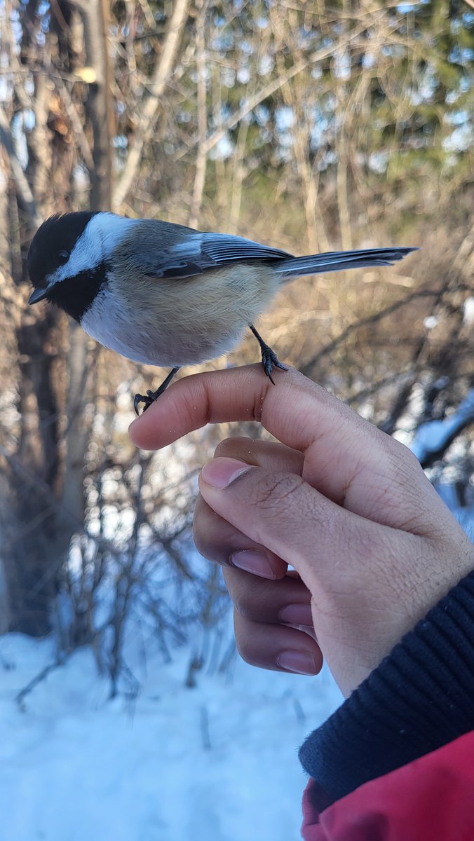 faintchirp's tweet photo. CHICKADEE WINTER!!!!! https://t.co/ssCFndU9RA