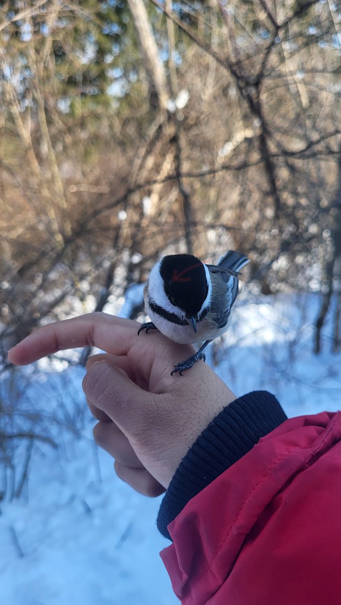 faintchirp's tweet photo. CHICKADEE WINTER!!!!! https://t.co/ssCFndU9RA