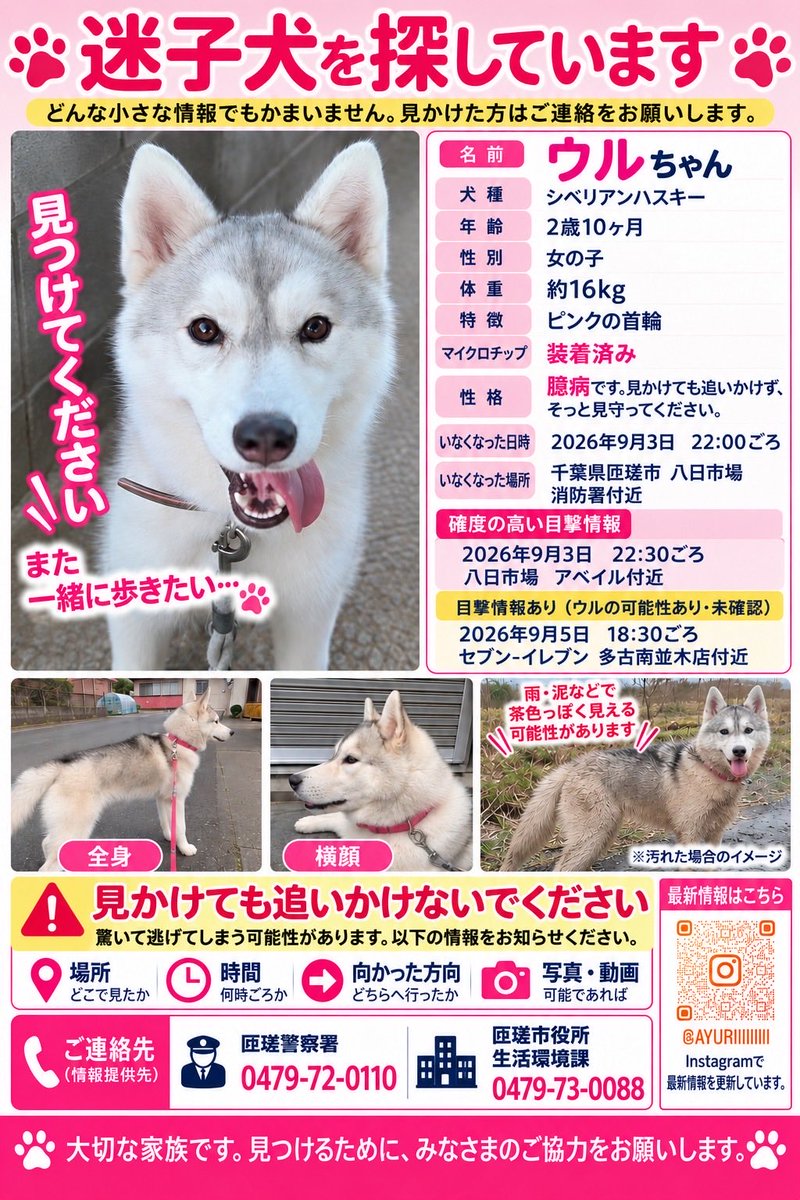 1_1kitty's tweet photo. 🚨【迷子犬を探しています】
シベリアンハスキーの「ウル」を探しています。

まだ見つけられず、
お家に帰ってこれてません…

些細な情報でもお願いします🙏
拡散していただけると助かります

#迷子犬 #千葉県 #匝瑳市 #八日市場
#ハスキー #迷い犬 https://t.co/bTjmmzYL1f