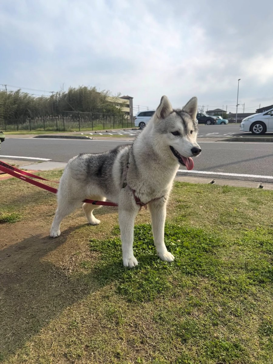 1_1kitty's tweet photo. 🚨【迷子犬を探しています】
シベリアンハスキーの「ウル」を探しています。

まだ見つけられず、
お家に帰ってこれてません…

些細な情報でもお願いします🙏
拡散していただけると助かります

#迷子犬 #千葉県 #匝瑳市 #八日市場
#ハスキー #迷い犬 https://t.co/bTjmmzYL1f