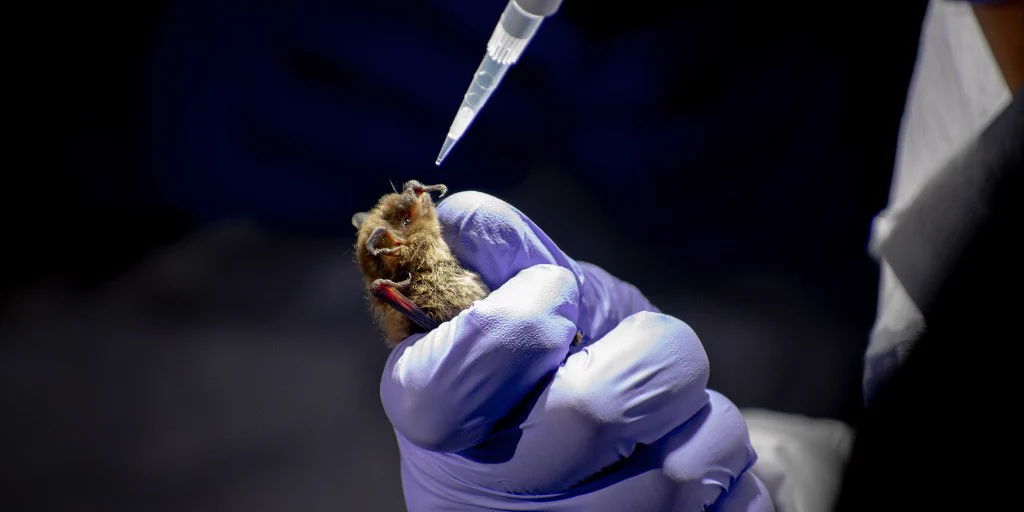 Small bat gently held by a gloved hand as a pipette delivers a drop near its mouth.