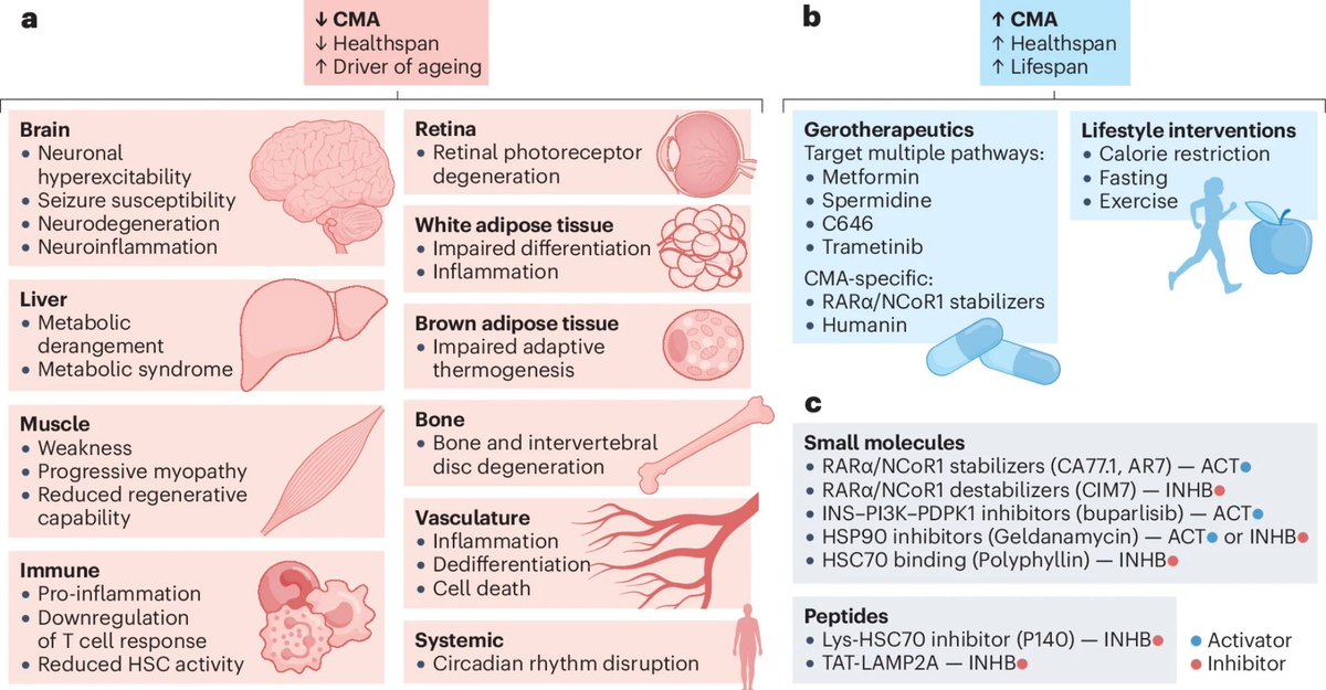 ScienceofPD's tweet photo. A new review on chaperone-mediated autophagy in physiological homeostasis, disease &amp; ageing has been publisehed; #Parkinsons gets a couple of mentions, but a useful overview of the biology &amp; potential "gerotherapeutic" targets
https://t.co/qX02jPaTnu https://t.co/vPsVYOYP8D