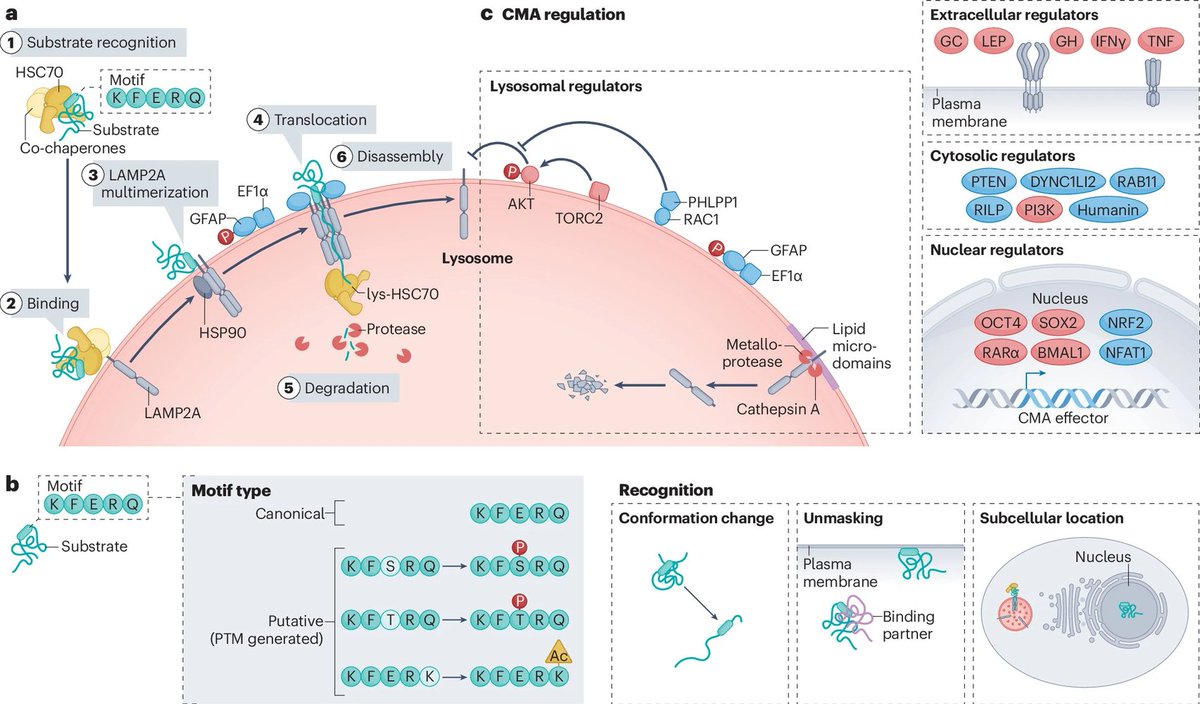 ScienceofPD's tweet photo. A new review on chaperone-mediated autophagy in physiological homeostasis, disease &amp; ageing has been publisehed; #Parkinsons gets a couple of mentions, but a useful overview of the biology &amp; potential "gerotherapeutic" targets
https://t.co/qX02jPaTnu https://t.co/vPsVYOYP8D