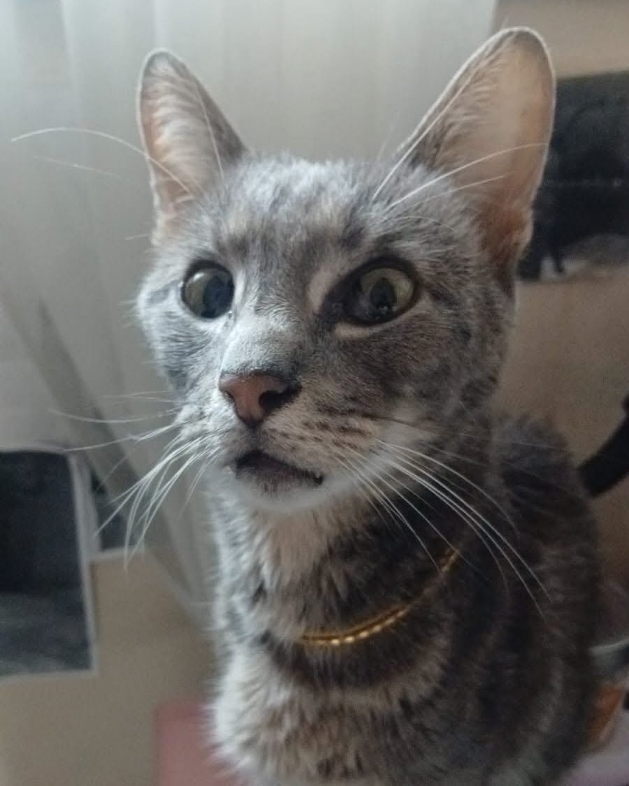 DeGatitos_'s tweet photo. #Parecenperdidos 📢📢📢
RT RT RT
PARECE PERDIDA EN VILLA ORTUZAR!
📲 15 4403-3755
Encontramos a esta gatita gris atigrada, muy flaquita y débil. Tiene una cintita dorada alrededor del cuello, por lo que creemos que puede tener familia y haberse perdido.
⬇️ https://t.co/S5ur0t4uhE