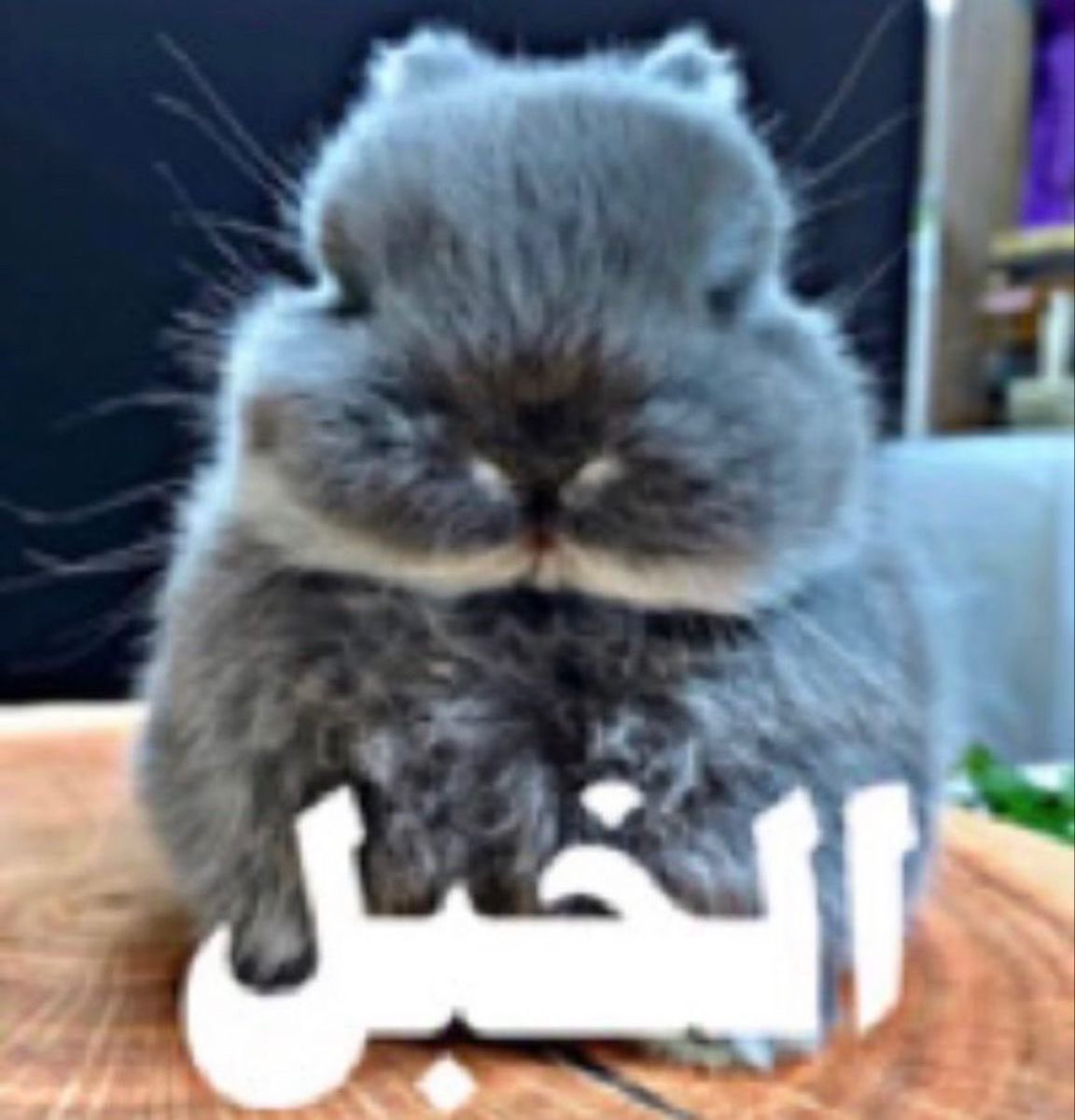 jolpw's tweet photo. وجهي لان لازم اعرف رياضيات وانقليزي بس انا مخي معطوب ومتعفن https://t.co/vcjkUuViGY