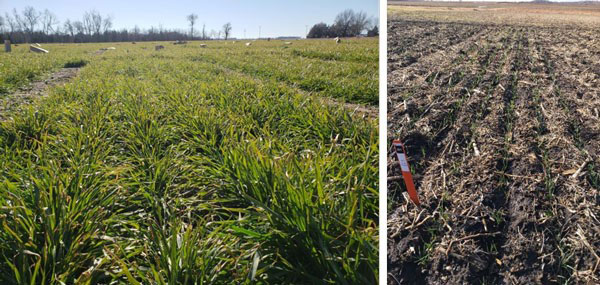 KStateAgron tweet picture