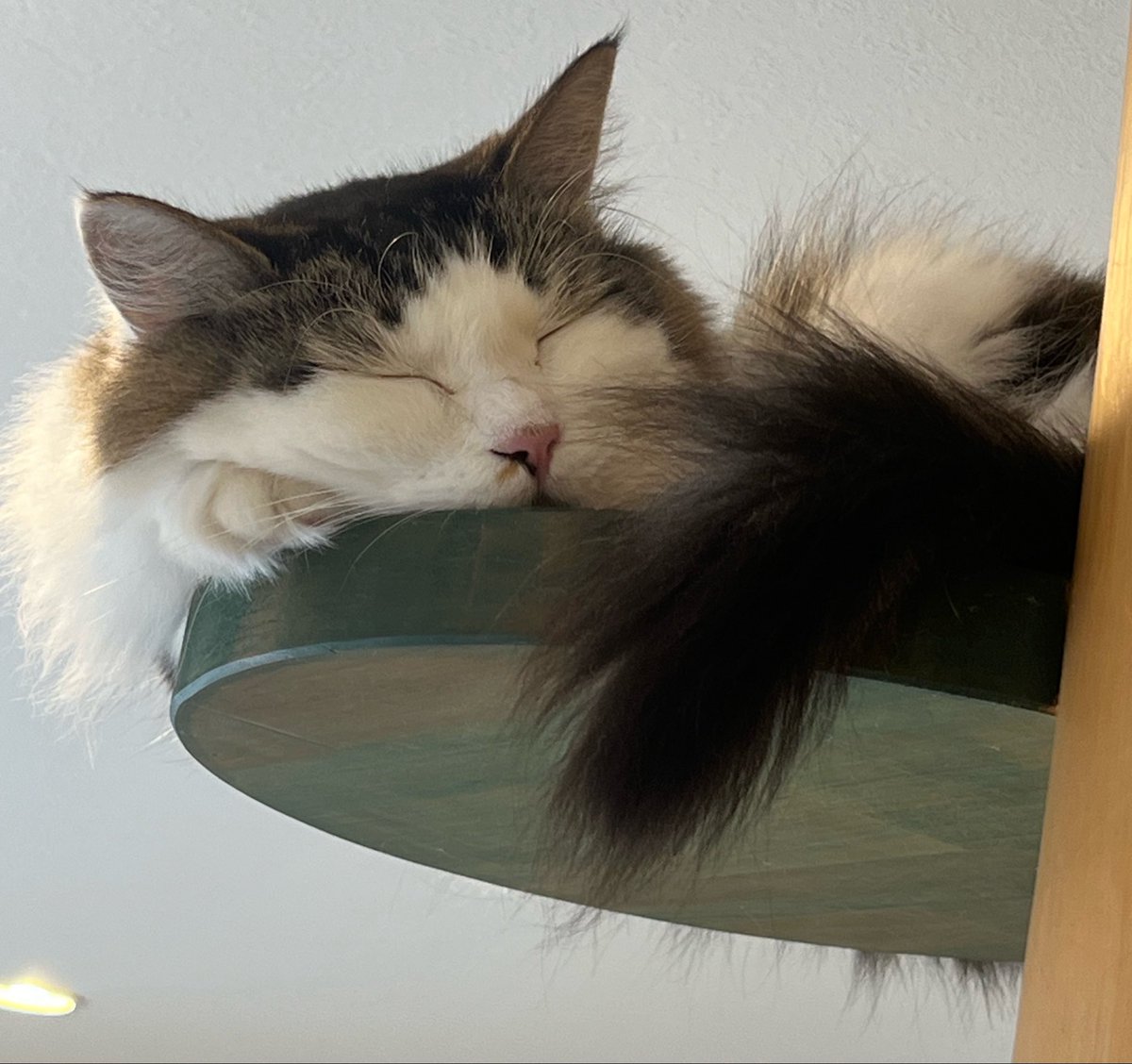 DAIlpdg's tweet photo. 懸賞仲間さん募集中です😺フォロワーさん5000人を目指して頑張ってます。凍結防止のため遅くなると思いますが、必ずフォローバック、いいね👍RPします。
猫カフェ☕️で撮った猫🐈です。

#懸賞仲間募集中
#懸賞垢さんと繋がりたい
#懸賞好きさんと繋がりたい
#懸賞仲間さんと繋がりたい https://t.co/zCVG5tga41