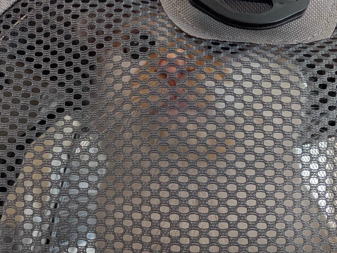 Cheddar looks out from inside a carrier. His eyes are big and he looks concerned.