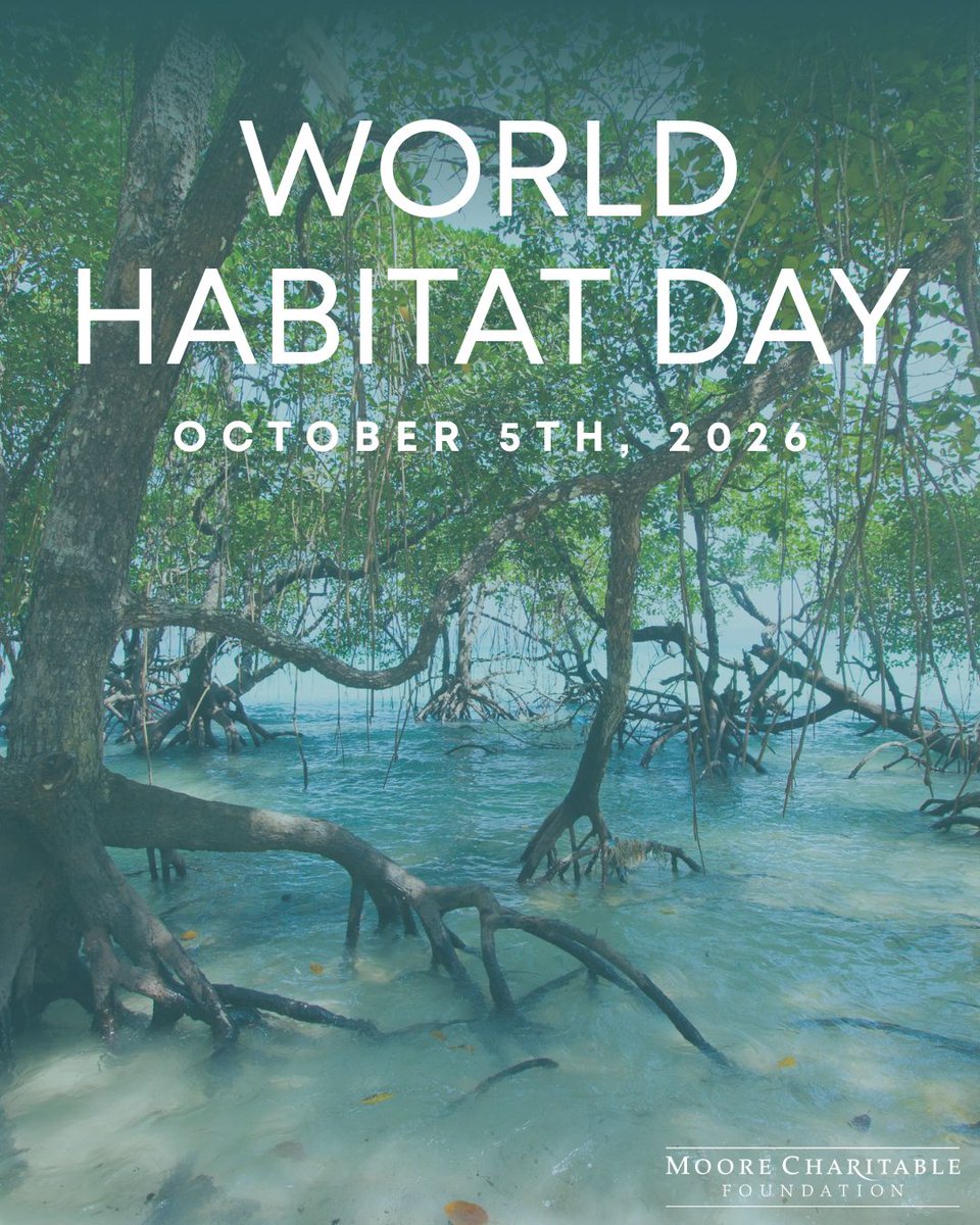 MooreCharitable's tweet photo. Mangroves shelter young fish, sharks, and sea turtles and absorb floodwater during storms. This #WorldHabitatDay, we stand with @TheOxygenProj, leading 60+ organizations to protect Panama's Manglares de David from the proposed Port of Barú. 🌿 https://t.co/CAJ9nA6SNi