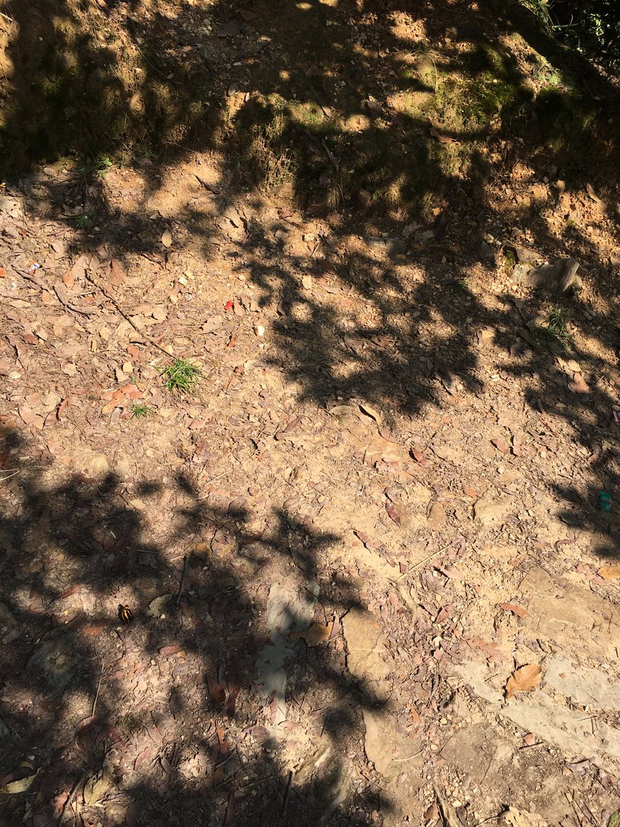 user4O9's tweet photo. Look at this beautiful butterfly 🦋 https://t.co/E9ILfnJINo