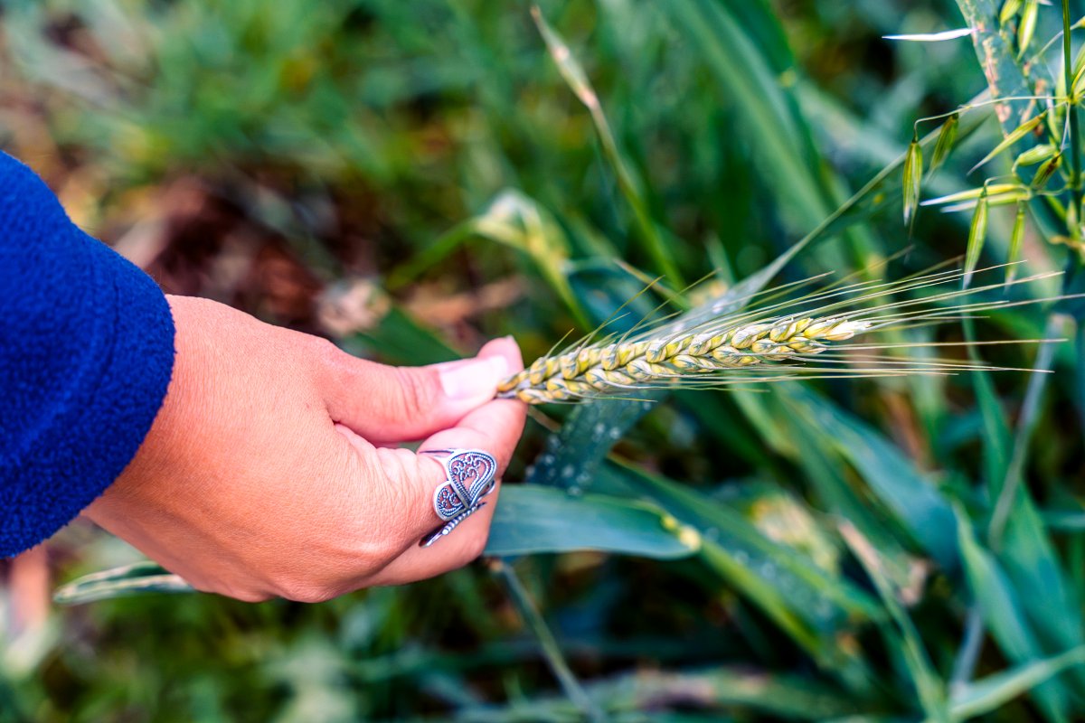 grandriverca's tweet photo. It is Ontario Agriculture Week.
The Grand River watershed is roughly 70 percent farmland.
Thank you to the farmers across the watershed for growing our food and for all you do to protect water quality!
#ONTAgWeek #OntAg #OntAgProud https://t.co/QN18ZnD89e