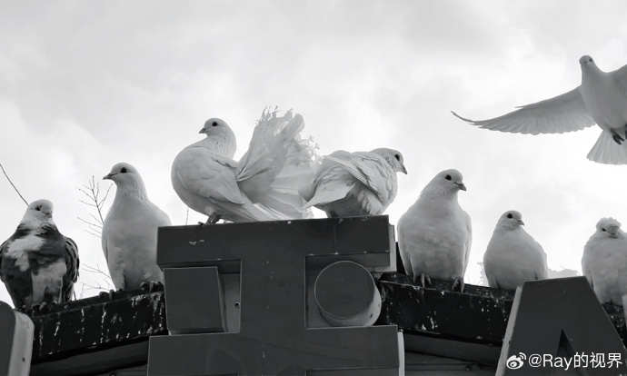 Khalilhmida3's tweet photo. [A group of pigeons are perched on the edge of a building, with a relaxed and lazy tone]， https://t.co/X24881K2H3