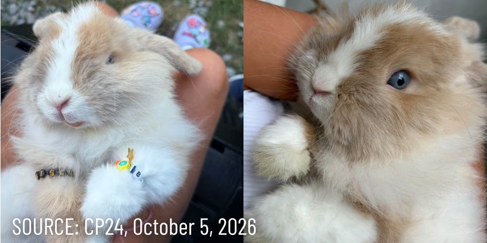 ontarioisproud's tweet photo. #REPORT: Police in Markham are investigating after Biscuit, a pet rabbit being exhibited at the Markham Fair by a 10-year-old girl, was stolen from the fairgrounds on the evening of October 3rd. https://t.co/z6ALHirfxz